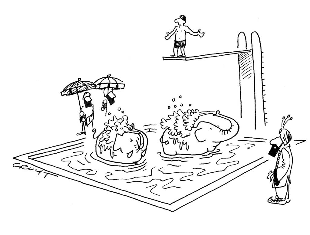 cruyt illustration piscine elephants